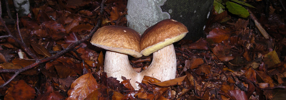 porcini